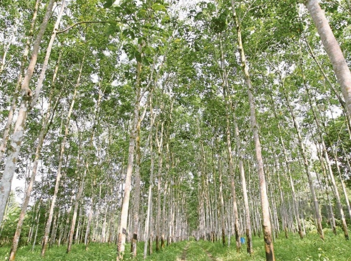 Galeri A - Pokok Getah